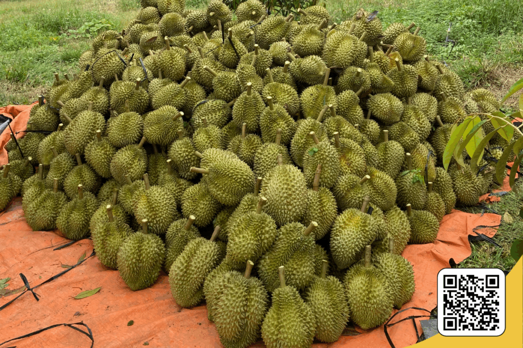 sau rieng da huoai thu hoach tai madagui farm