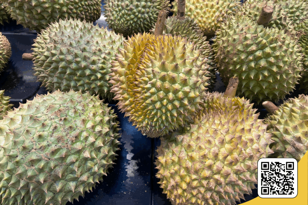 tim dau ra cho trai sau rieng 1